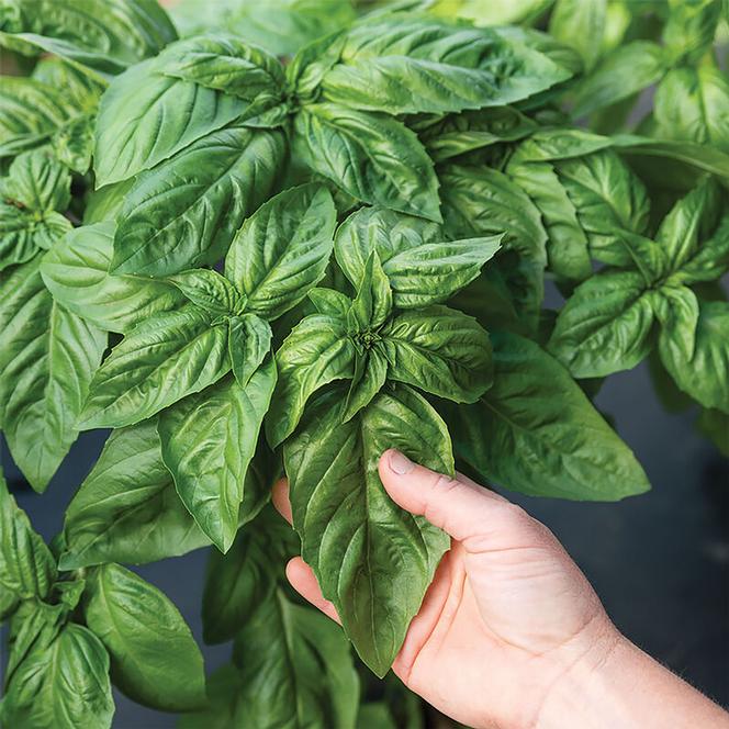 Ocimum basilicum Herb Annual - Basil Prospera® Italian Large Leaf DMR from Swift Greenhouses