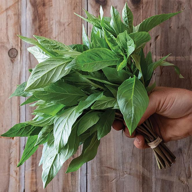 Ocimum basilicum Herb Annual - Basil Prospera® Thai DMR from Swift Greenhouses