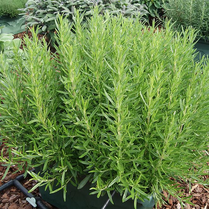 Rosmarinus officinalis Herb Perennial - Rosemary Rosy Pro Pale Blue from Swift Greenhouses