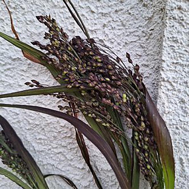 Panicum miliaceum Grass Annual Violaceum from Swift Greenhouses