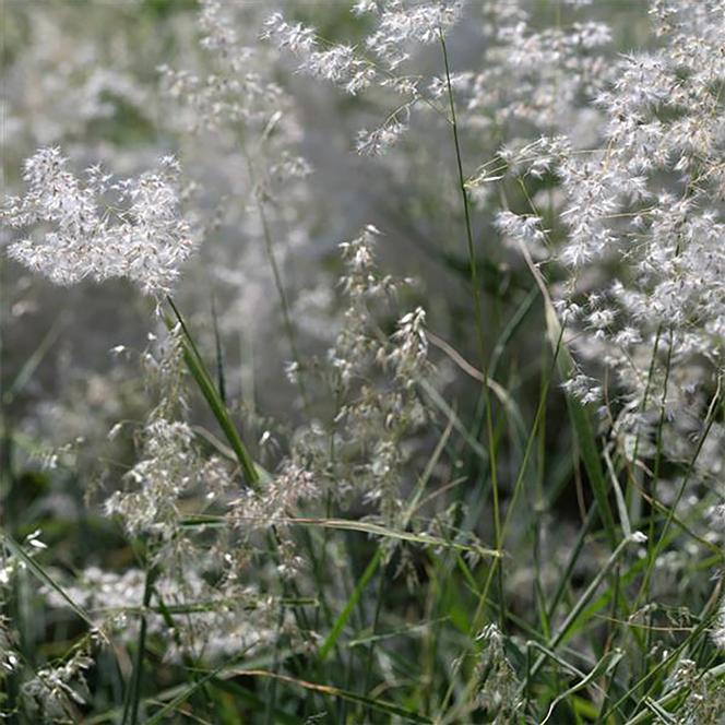 Melinis minutiflora Grass Perennial Silver Queen from Swift Greenhouses