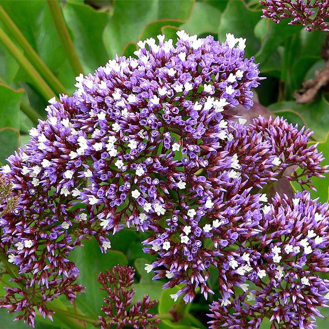 (Sea Lavender) Limonium perezii Indie from Swift Greenhouses