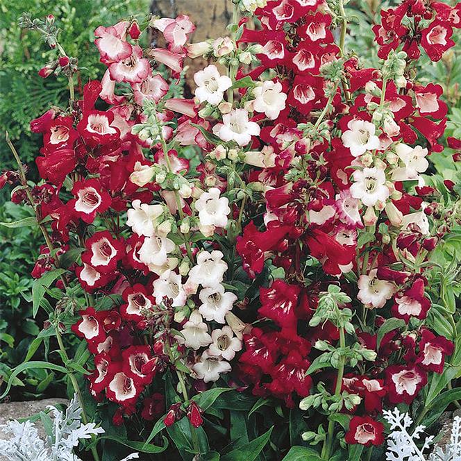 (Beardtongue) Penstemon grandiflorus Esprit Select from Swift Greenhouses