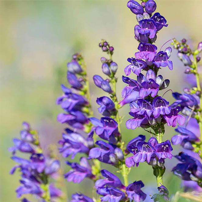 (Beardtongue) Penstemon strictus Rocky Mountain from Swift Greenhouses