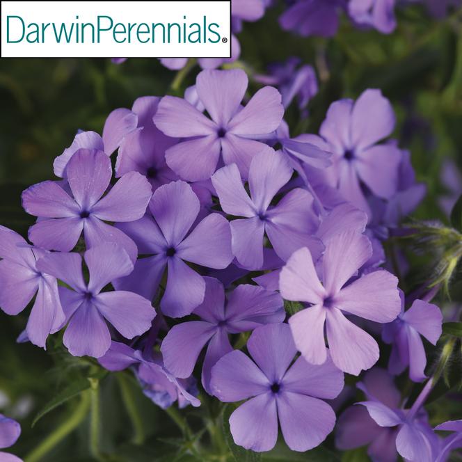 (Mounding Phlox) PPAF Phlox hybrida Candy Cloud™ Blue from Swift Greenhouses