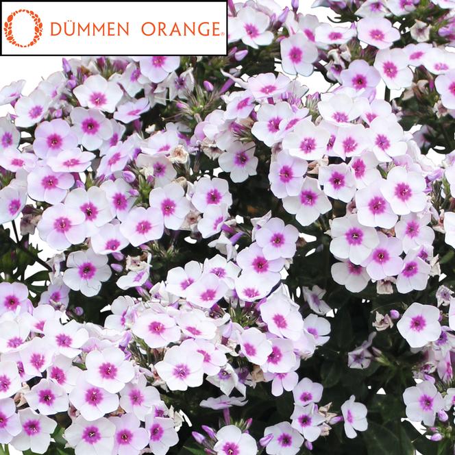 (Garden Phlox) PPAF Phlox paniculata Early® Blush Pop from Swift Greenhouses