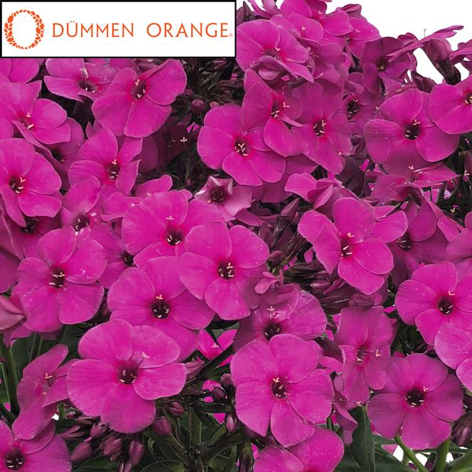 (Garden Phlox) PPAF Phlox paniculata Early® Magenta from Swift Greenhouses
