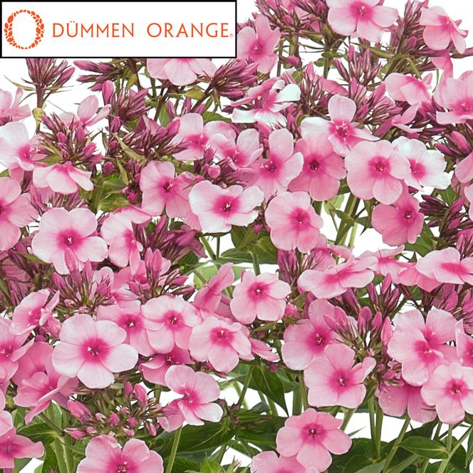 (Garden Phlox) PPAF Phlox paniculata Early® Pink from Swift Greenhouses