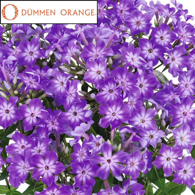 (Garden Phlox) PPAF Phlox paniculata Early® Purple Eye from Swift Greenhouses