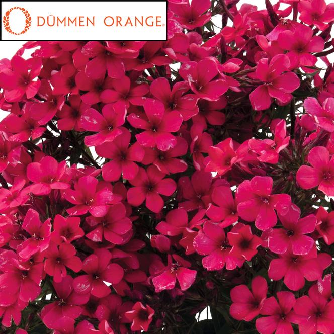 (Garden Phlox) PPAF Phlox paniculata Early® Red from Swift Greenhouses