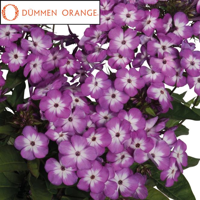 (Garden Phlox) PPAF Phlox paniculata Flame Pro® Purple from Swift Greenhouses
