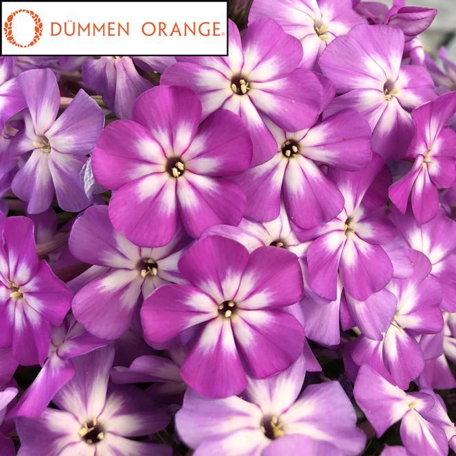 (Garden Phlox) PPAF Phlox paniculata Flame Pro® Violet Charme from Swift Greenhouses
