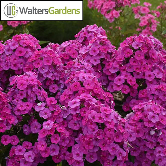 (Garden Phlox) PP # 36,444 Phlox paniculata Garden Girls™ Material Girl from Swift Greenhouses