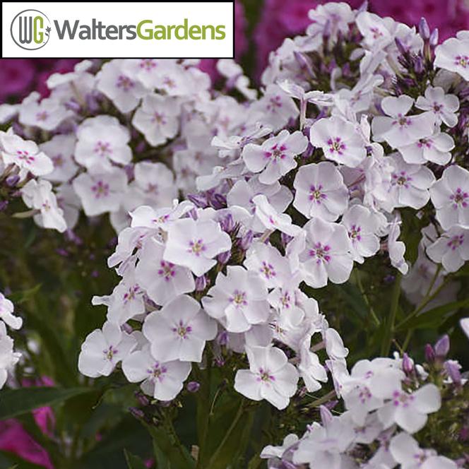 (Garden Phlox) PP # 32,324 Phlox paniculata Garden Girls™ Party Girl from Swift Greenhouses