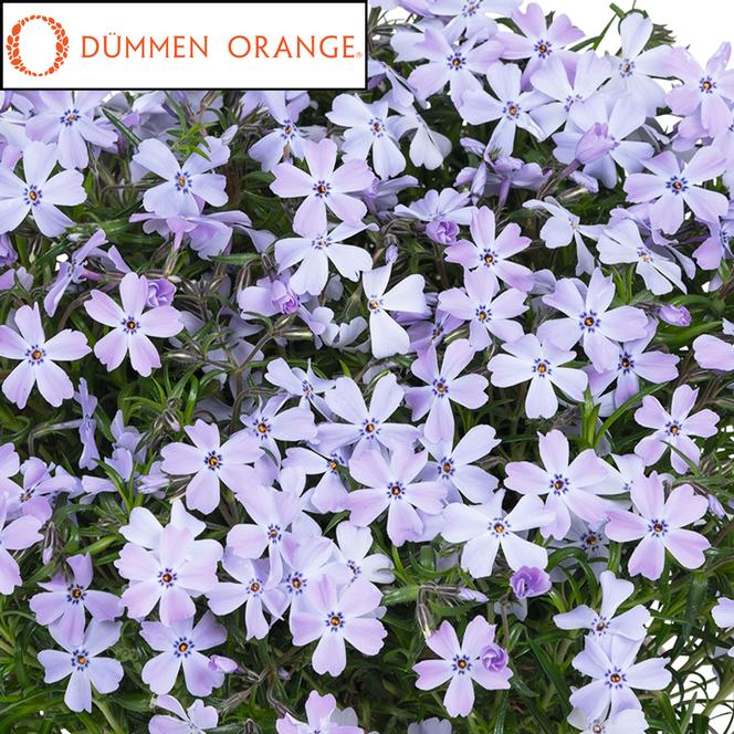 (Creeping Phlox) PPAF Phlox subulata Spring® Blue from Swift Greenhouses