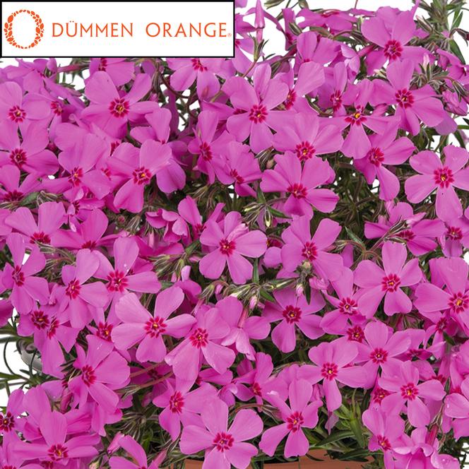 (Creeping Phlox) PPAF Phlox subulata Spring® Pink from Swift Greenhouses