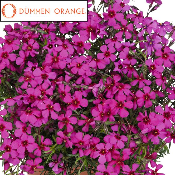 (Creeping Phlox) PPAF Phlox subulata Spring® Scarlet from Swift Greenhouses