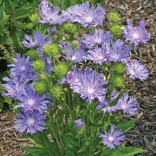 (Stokes' Aster) Stokesia laevis Blue Danube from Swift Greenhouses