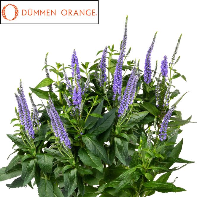 (Speedwell) PPAF Veronica longifolia Candela Blue from Swift Greenhouses