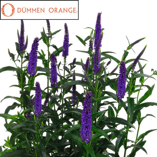 (Speedwell) PPAF Veronica longifolia Candela Purple from Swift Greenhouses