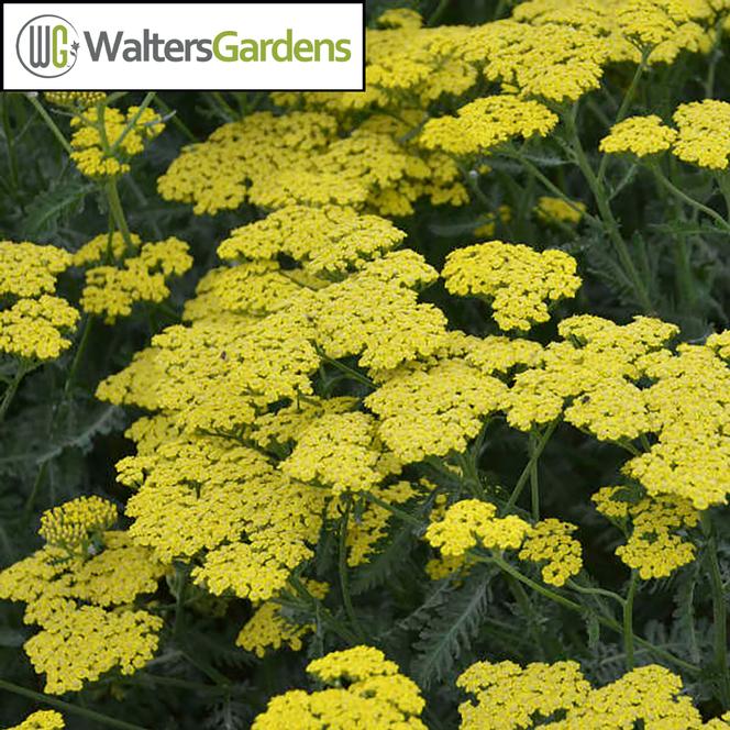 (Yarrow) PP # 31,693 Achillea hybrida Sassy Summer Lemon from Swift Greenhouses