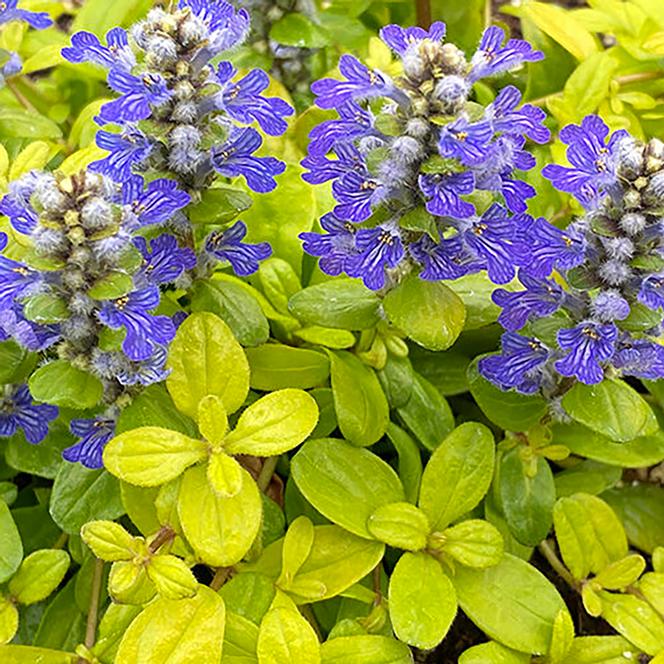 (Bugleweed) PPAF Ajuga hybrid Feathered Friends™ Cordial Canary from Swift Greenhouses