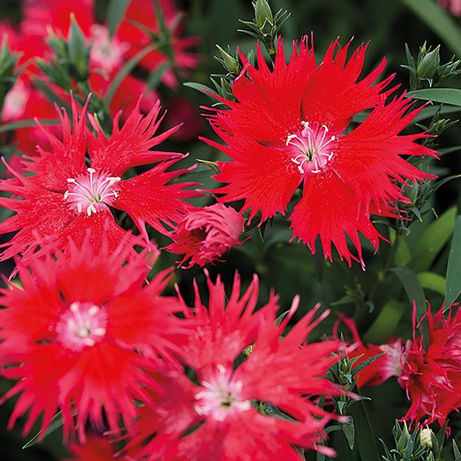 (Hybrid Pinks) Dianthus interspecific Supra™ Scarlet from Swift Greenhouses