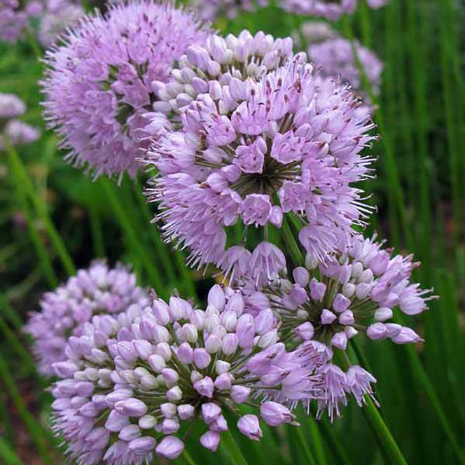 (Ornamental Onion) Allium lusitanicum Summer Beauty from Swift Greenhouses