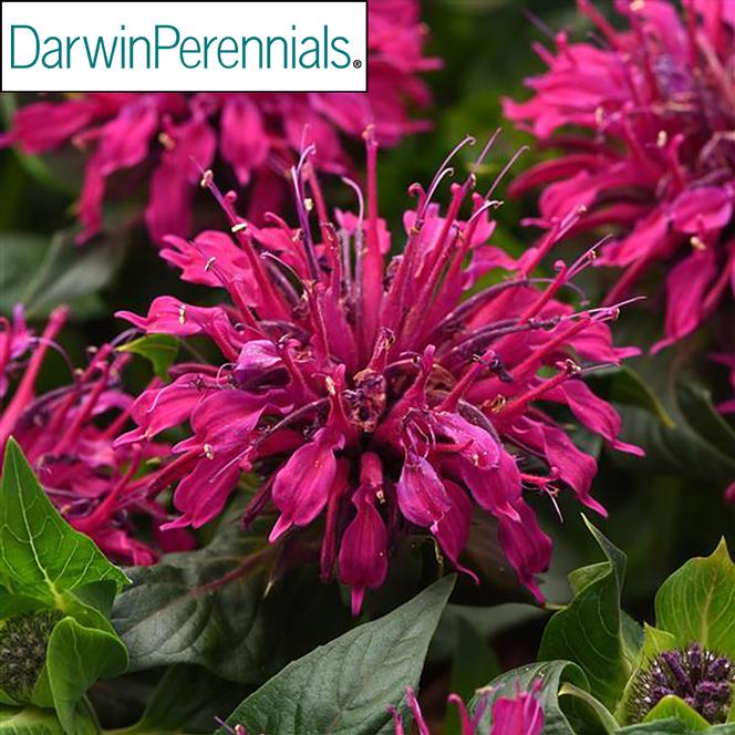 (Bee Balm) PP # 37,446 Monarda didyma BeeMine™ Purple from Swift Greenhouses