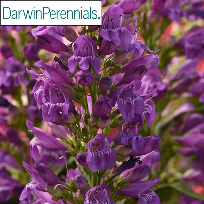 (Beardtongue) PPAF Penstemon Hybrida Summit Sweets™ Purple from Swift Greenhouses