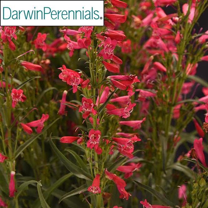 (Beardtongue) PPAF Penstemon hybrida Summit Sweets™ Ruby from Swift Greenhouses