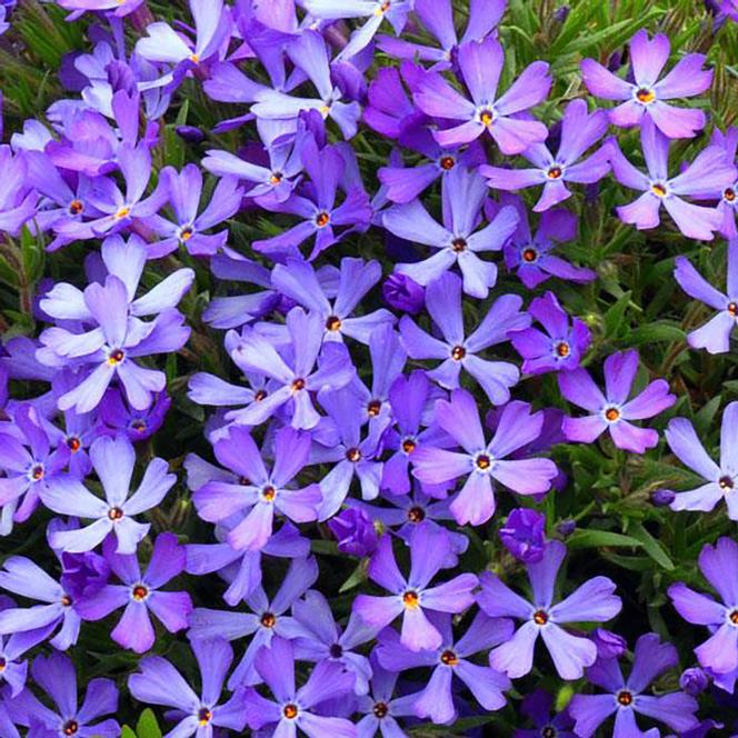 (Creeping Phlox) PP # 25,884 Phlox hybrida Violet Pinwheels from Swift Greenhouses