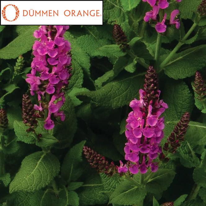 (Meadow Sage) PPAF Salvia nemorosa Noble Princess from Swift Greenhouses