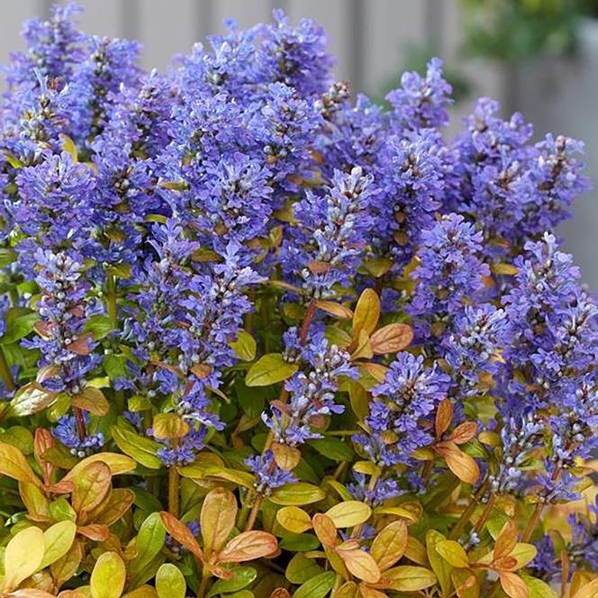 (Bugleweed) PPAF Ajuga hybrid Feathered Friends™ Fancy Finch from Swift Greenhouses