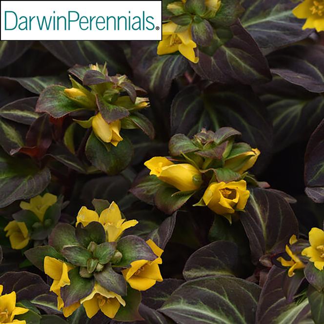 (Moneywort) PP # 33,931 Lysimachia alfredii Night Light from Swift Greenhouses