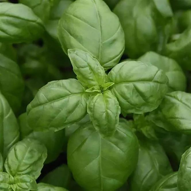 Ocimum basilicum Herb Annual - Basil Monteverde Genovese™ from Swift Greenhouses
