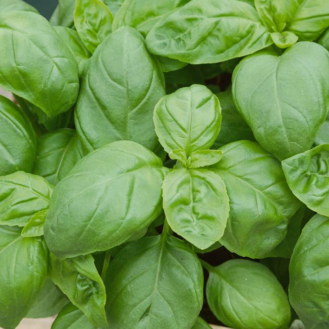 Ocimum basilicum Herb Annual - Basil Treviso from Swift Greenhouses
