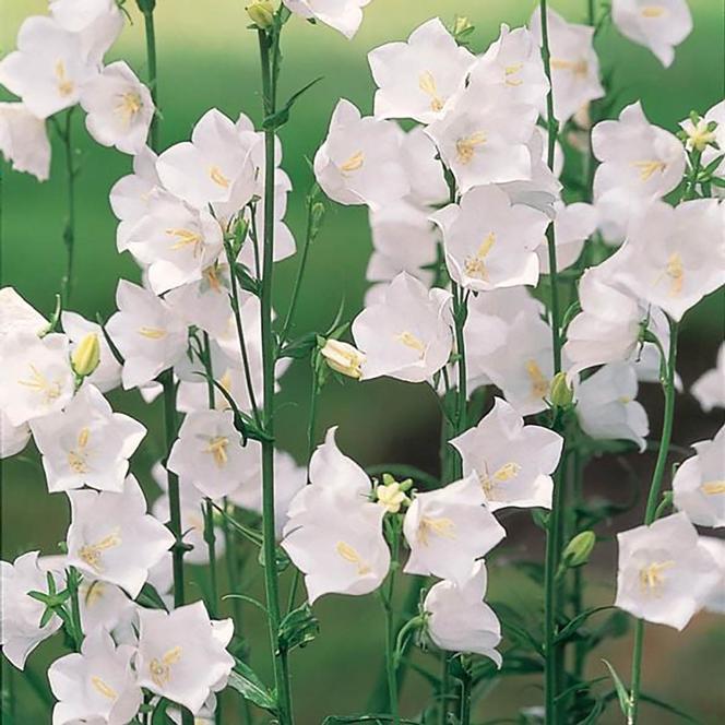 (Peach-Leaf Bellflower) Campanula persicifolia 'Grandiflora alba' (White Bells) from Swift Greenhouses