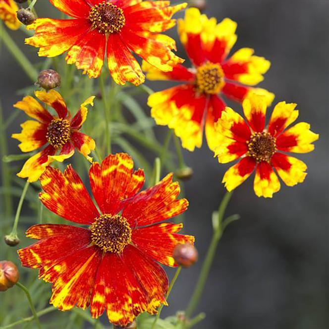 (Tickseed) Coreopsis hybrida Boom from Swift Greenhouses