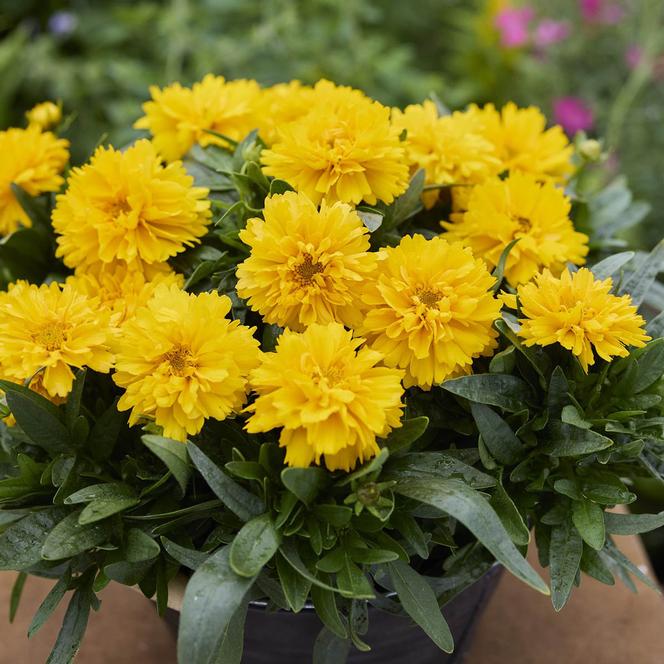 (Tickseed) Coreopsis grandiflora SunGlobe from Swift Greenhouses