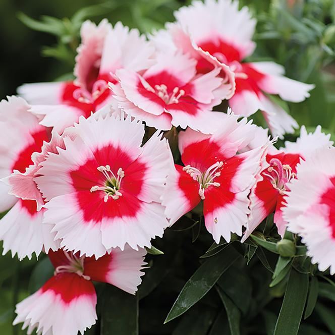 (China Pinks) Dianthus chinensis Divinity Red Centered White from Swift Greenhouses