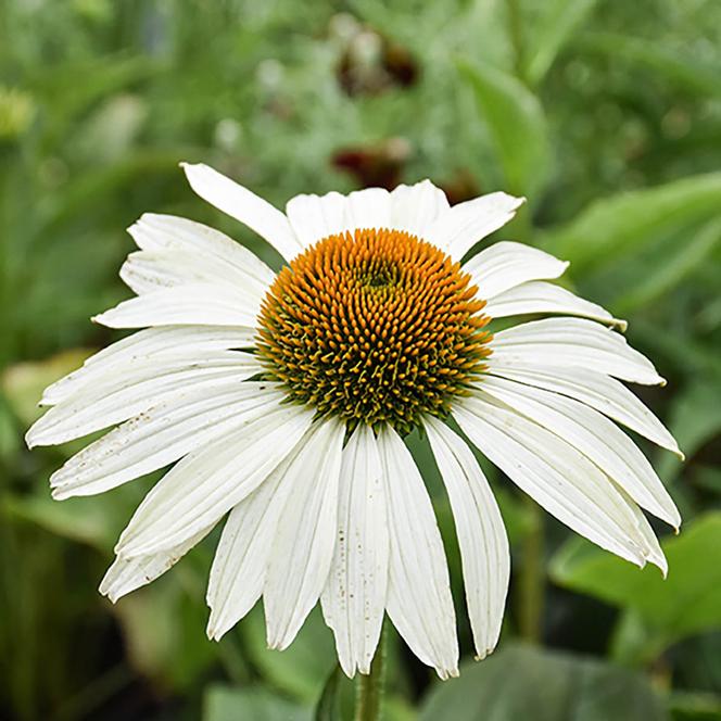 (Coneflower) Echinacea purpurea Happy Star from Swift Greenhouses