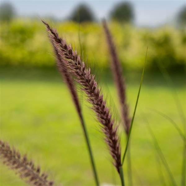 Pennisetum alopecuroides Grass Perennial Foxy from Swift Greenhouses