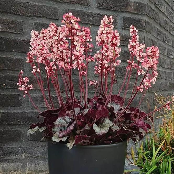 (Coral Bells) Heuchera sanguinea Heucherette Pink from Swift Greenhouses