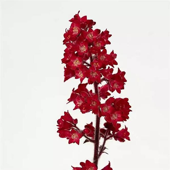 (Coral Bells) Heuchera sanguinea Heucherette Red from Swift Greenhouses