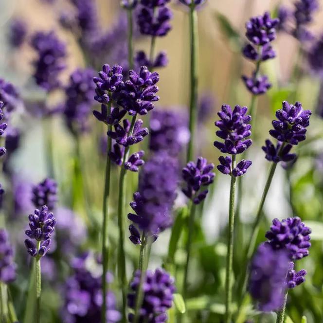 (English Lavender) Lavandula angustifolia Scent Blue Mini from Swift Greenhouses