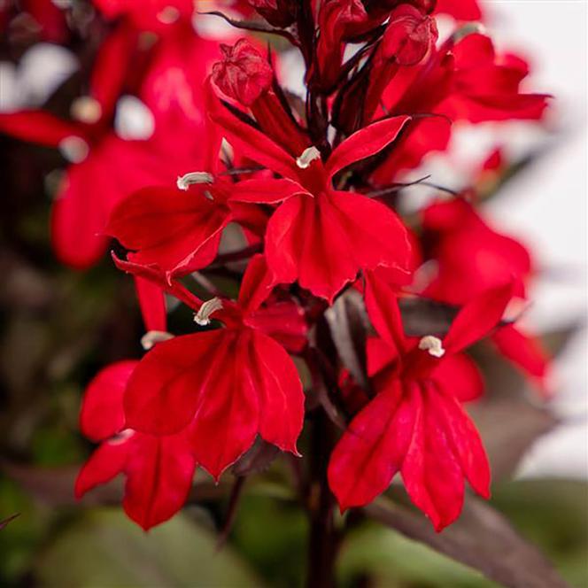 (Fan Flower) Lobelia speciosa Fan Scarlet Compact from Swift Greenhouses