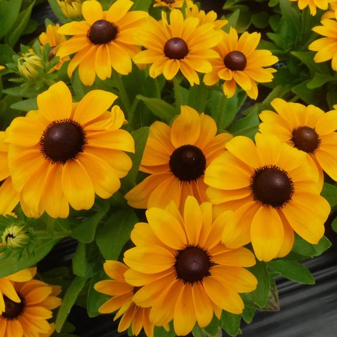 (Black Eyed Susan) Rudbeckia hirta Claire Orange from Swift Greenhouses