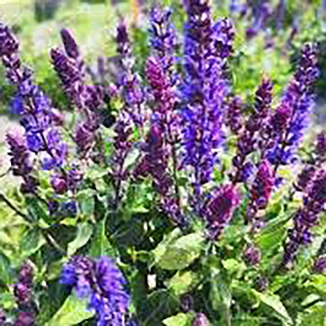 (Meadow Sage) Salvia nemorosa Reflective Midnight Blue from Swift Greenhouses
