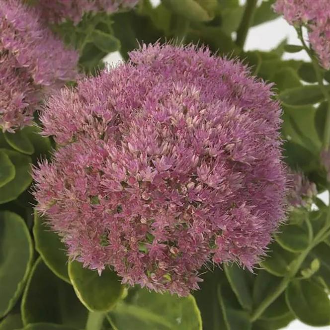 (Stonecrop) Sedum spectabile Spectacular from Swift Greenhouses